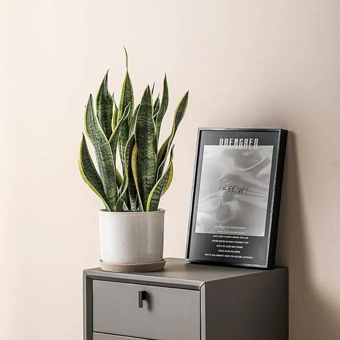 8 Inch Plant Pot: Ceramic Planter with Drainage Hole & Saucer - Cylinder Round Flowerpot for Indoor & Outdoor Plants - with Separate Tray for Home & Office - Retro Style, Grey by GreenHaven Gardens