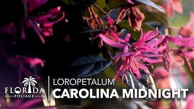 Loropetalum Carolina Midnight | 10 Live Plants | Loropetalum Chinense | Purple Foliage Shrub | Ornamental Landscape Bush | Fast Growing Plants by GreenHaven Gardens