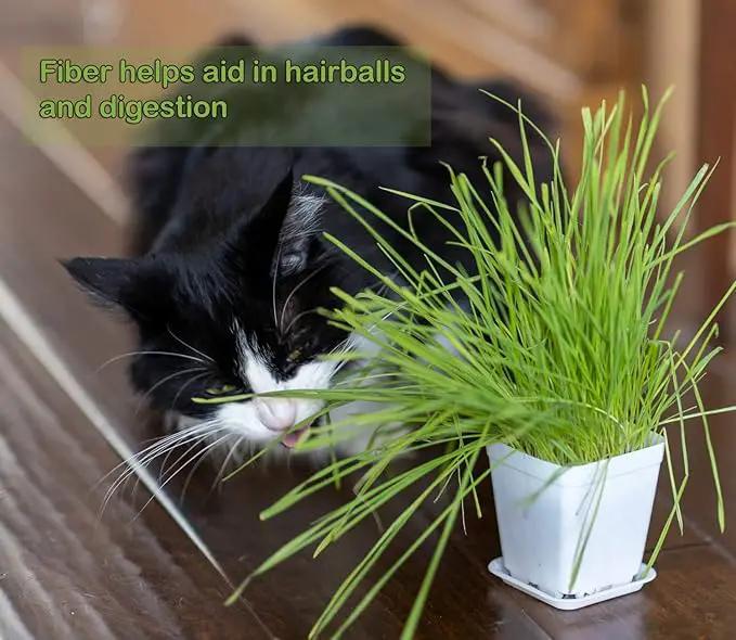 Cat Grass Refill Kit (3) by GreenHaven Gardens