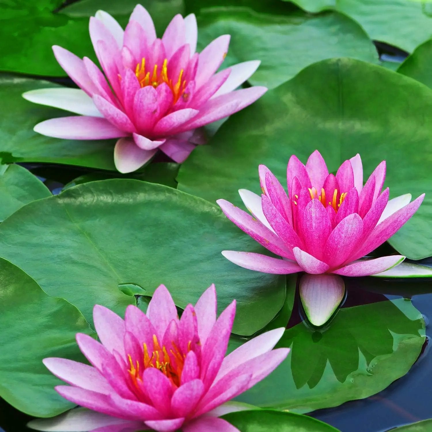 WILLBOND 12 Pieces 4 Kinds Artificial Lotus Leaves Floating Foam Ornament Lily Pads Foliage Pond Decor Water Lily Leaves for Patio Koi Fish Pond Pool Aquarium Decoration by GreenHaven Gardens
