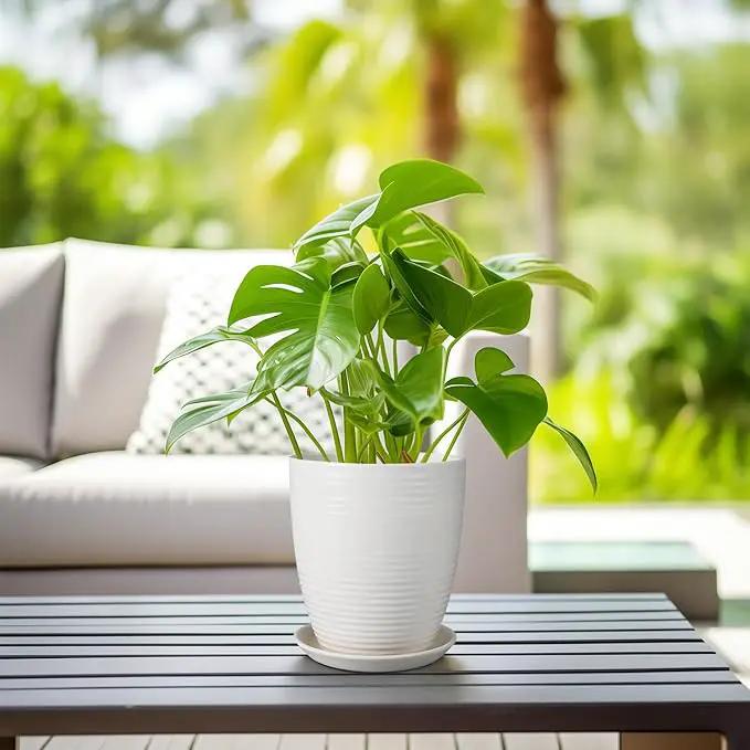 8 Inch Ceramic Planter Pot Round Plant Pot with Drainage Hole and Saucer Modern Flower Pot for Indoor Outdoor Plants White by GreenHaven Gardens