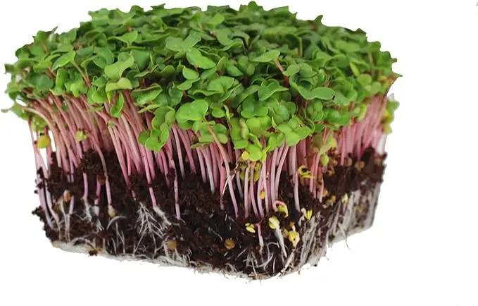 Radish Sprouting & Microgreens Seeds – Red Arrow Variety – 1 LB – Non-GMO, Heirloom – Fast-Growing, Spicy Radish Sprouts & Vibrant Micro Greens for Salads, Sandwiches, Smoothies & Indoor Gardening by GreenHaven Gardens