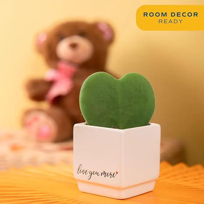 Costa Farms Hoya Heart Live Plant, Succulent-Like Houseplant in Cute Love You More Plant Pot, Potting Soil, 5-Inches Tall| Valentines Day Gift | Valentines Day Decoration by GreenHaven Gardens