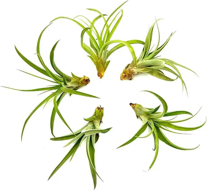 Air Plants - Tillandsia Capitata (Peach), Large 5-7” - 5 ct - Live Arrival Guaranteed - House Plants for Home Decor & Gift by GreenHaven Gardens