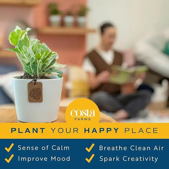 Costa Farms Live House Plants (6 Pack), Easy to Grow Live Indoor Houseplants, Grower's Choice Air Purifier Set, Potted in Indoors Garden Plant Pots, Potting Soil, Housewarming Gift, Home or Room Decor by GreenHaven Gardens