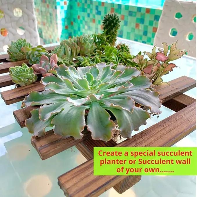 ShopLaLa Wall Planter – Wooden Air Plant Succulent Holder Hanger Indoor Outdoor, Live Orchid Wall Wood Display Frame Vertical Garden Balcony Deck Bathroom Macetas Para Plantas De Aire 15.7" (40cm) by GreenHaven Gardens