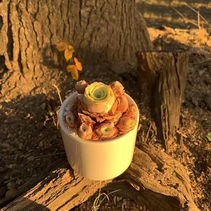 FWPP Live Succulent Plants Echeveria Mountain Rose,Mini 3 Inches Succulents Live House Plants,Bare Root Without Pot Soil,Live Plants Indoor for Gift Party Wedding Garden Baby Shower DIY Decor by GreenHaven Gardens