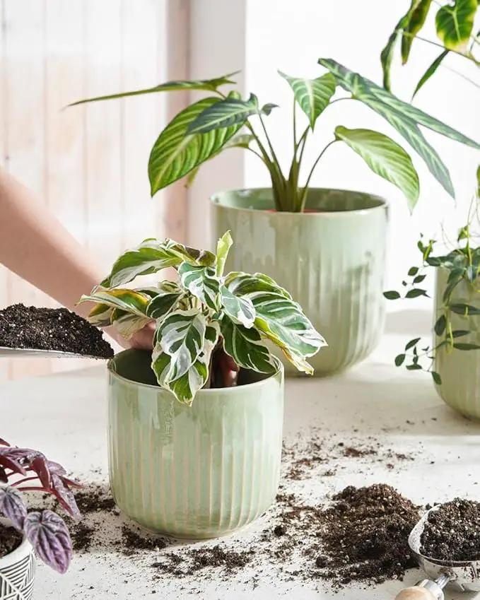 LE TAUCI Fluted Ceramic Planters Set of 3 – 8.3/7 / 5.7 in Sage Green Reactive Cylinder Indoor Plant Pots with Drainage Plug & Mesh, Glossy Stoneware Flower Pots for Succulents Herbs by GreenHaven Gardens