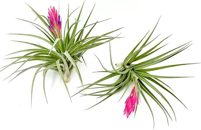 Air Plants - Flowering Tillandsia Stricta Large 5" - 2ct - Live Arrival Guaranteed - House Plants for Home Decor & Gift by GreenHaven Gardens
