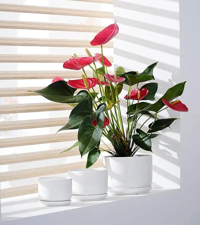 Ton Sin Plant Pots, 4.1+5.1+6.5 inch, Set of 3, Ceramic Planters with Drainage Hole and Saucer, Indoor Flower Pot with Hole Mesh Pad, Gifts for Mom(Matte White) by GreenHaven Gardens
