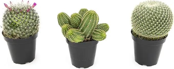 Altman Plants, Assorted Cactus Plants Live Plants (3PK), Cactus Plant Live Succulents Plants Live Cactus Decor, Indoor Plants Live House Plants in Cactus Soil, Live Cacti Plants Live Succulent Plants by GreenHaven Gardens