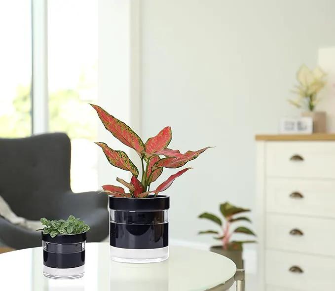 Phoenix Vine 6 Inch 4 Inch Self Watering Terracotta Planter, Black Terracotta Clay Pot with Glass Reservoir for Indoor Plants, Herbs, Flowers, 52-C-G-46 by GreenHaven Gardens