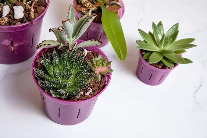 rePotme Orchid Pot - 6 inch Slotted Clear Orchid Pots - 3 Pack (Crystal Clear) by GreenHaven Gardens