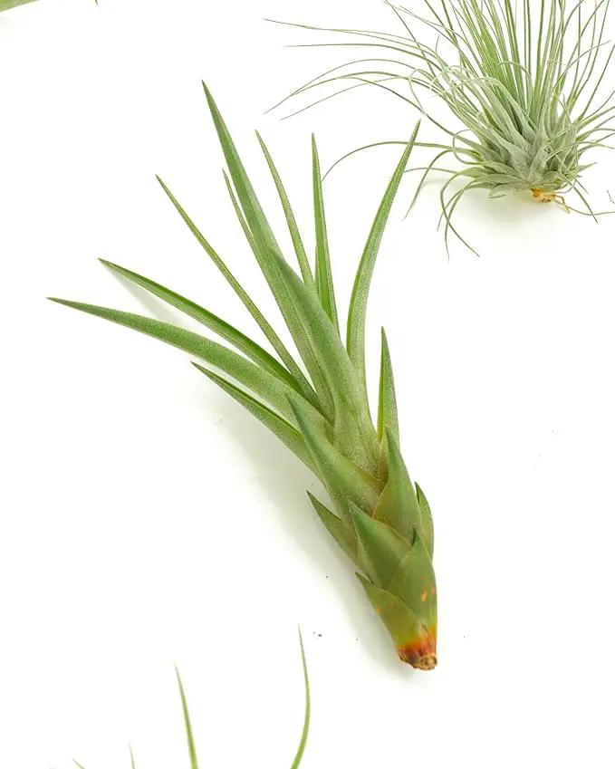 Shop Succulents | Assorted Collection of Live Air Plants, Hand Selected Variety Pack of Air Succulents | Collection of 8 by GreenHaven Gardens