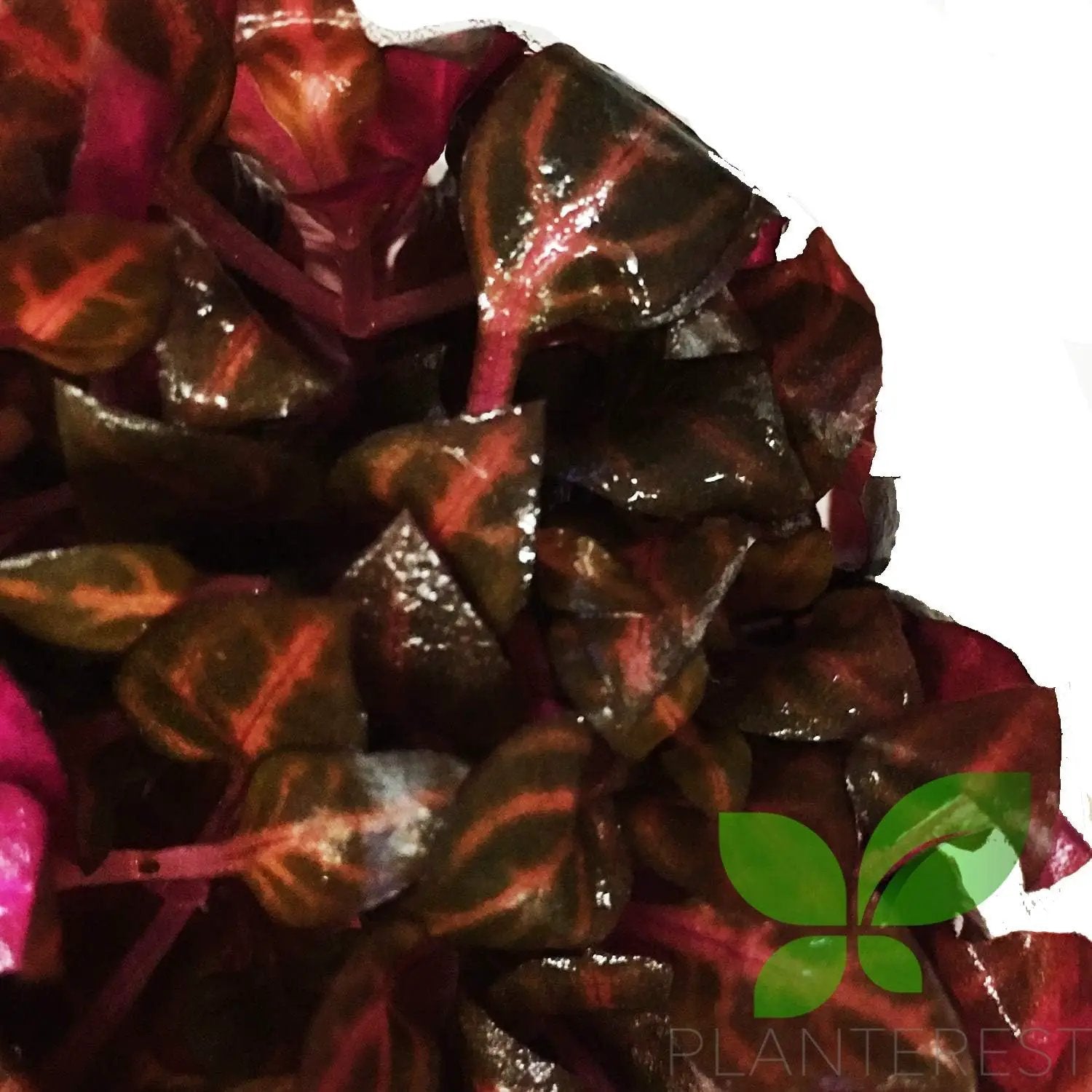 Alternanthera Reineckii Rosanervig Red Tissue Culture Cup Freshwater Live Aquarium Plants Decoration BUY2GET1FREE by GreenHaven Gardens