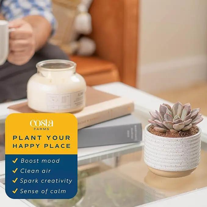 Costa Farms Succulent, Live Indoor Plant Grower's Choice, Easy to Grow Houseplant in Indoor Succulent Planter, Birthday, Garden Gift, Desert Room Decor for Home or Office, 6-Inches Tall by GreenHaven Gardens