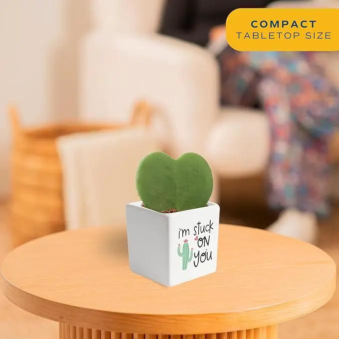 Costa Farms Hoya Heart Live Plant, Succulent-Like Houseplant in Cute Decor Plant Pot, Potting Soil, 5-Inches Tall | Valentines Day Gift | Valentines Day Decoration by GreenHaven Gardens