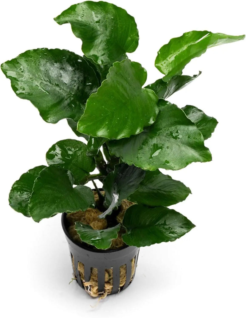 Live Jungle Plants - Anubias Emerald Bloom (Anubias barteri) - Compact Epiphytic Rhizome Plant for Midground Freshwater Aquascapes, Emerald Green Accent - Pot by GreenHaven Gardens