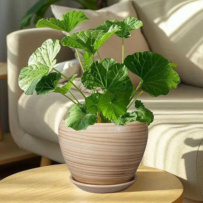 Planter 8 Inch - Indoor/Outdoor Ceramic Plant Pot With Drainage Hole and Saucer, Round Modern Flower Planter for Succulents, House, Patio - Yellow by GreenHaven Gardens