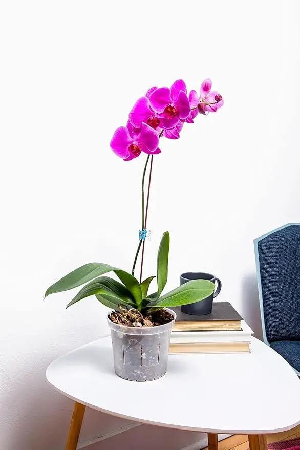 rePotme Orchid Pot - 8 inch Slotted Orchid Pots with Holes - 3 Pack (Blue Sapphire) by GreenHaven Gardens
