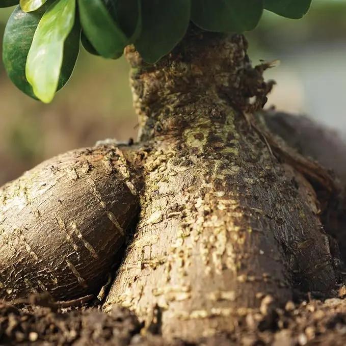 Brussel's Bonsai Live Ginseng Grafted Ficus Indoor Bonsai Tree - Small, 4 Years, 6 to 8 In - Live Bonsai Tree in Ceramic Bonsai Pot and Humidity Tray by GreenHaven Gardens