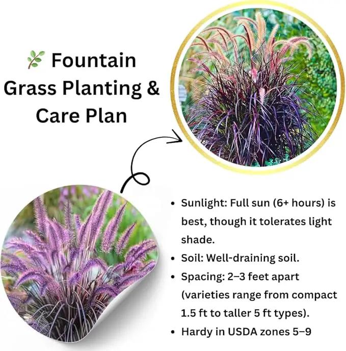 Pack 3 Fountain Grass Plants Live, 5-9 Inch Tall, Ornamental Grasses Live Plants Perennial, Well-Rooted Perennial Grass Clumps (Mix Fountain Grass) by GreenHaven Gardens