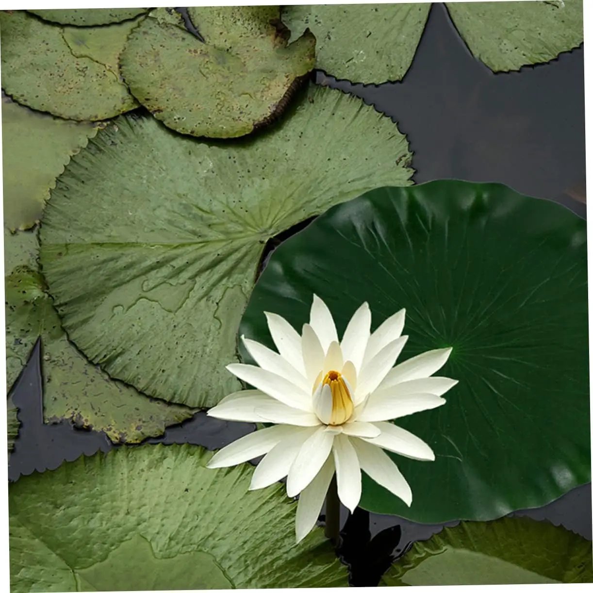 DOITOOL Artificial Lily Pads for Koi Pond: 3 Pcs Artificial Floating Foam Lotus Leaves 11 Inch Realistic Water Lily Pads Ornaments for Patio Fish Pond Pool Aquarium Decor, Green by GreenHaven Gardens