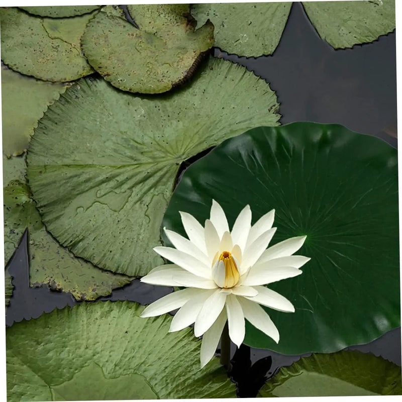 DOITOOL Artificial Lily Pads for Koi Pond: 3 Pcs Artificial Floating Foam Lotus Leaves 11 Inch Realistic Water Lily Pads Ornaments for Patio Fish Pond Pool Aquarium Decor, Green by GreenHaven Gardens