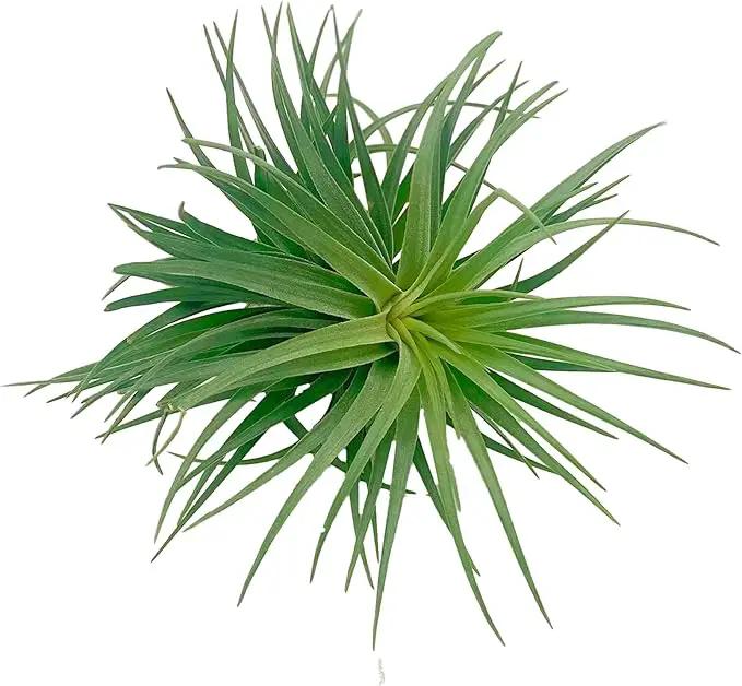 Air Plants - Flowering Tillandsia Pink Paske Large 5" - 5ct - Live Arrival Guaranteed - House Plants for Home Decor & Gift by GreenHaven Gardens