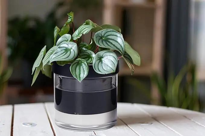 Phoenix Vine 6 Inch Self Watering Planter Pot, Black Terracotta Clay Pot with Glass Reservoir for Indoor Plants, Herbs, Flowers, Set of 2, 52-C-F-2 by GreenHaven Gardens