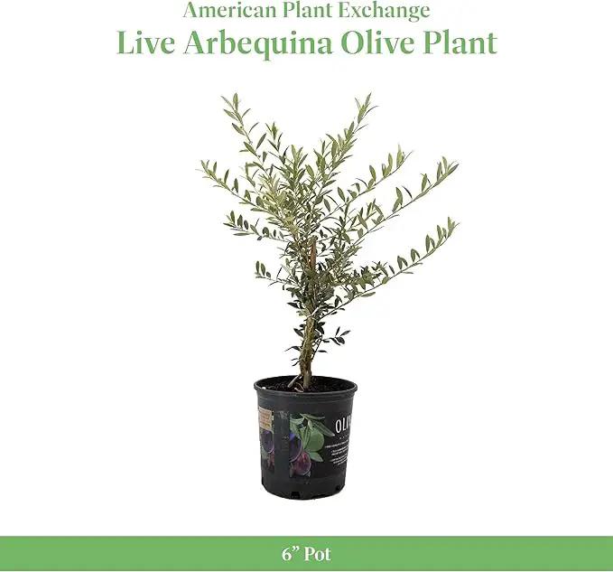 American Plant Exchange Live Olive Tree, Arbequina – Real Fruiting, Edible Indoor/Outdoor Houseplant – Medium 7.5-Inch Pot, Perfect for Home, Office, Patio & Garden Décor by GreenHaven Gardens