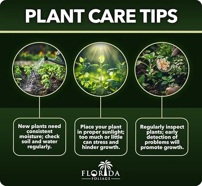 Salvia Mexican Sage Plants | 3 Live Seedlings | Salvia leucantha | Velvety Purple Flower Spikes | Drought Tolerant Landscape Perennial by GreenHaven Gardens