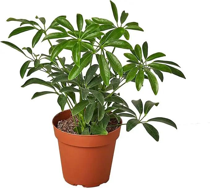 Umbrella Plant Premium Potting Mix - Nourish Your Plants with Nature's Finest Ingredients - 1 Quart by GreenHaven Gardens
