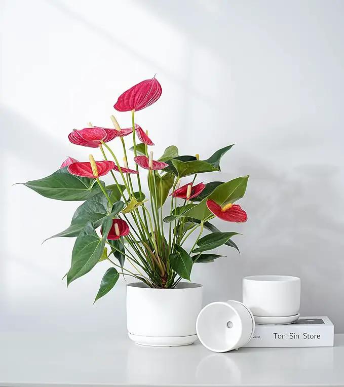 Ton Sin Plant Pots, 4.1+5.1+6.5 inch, Set of 3, Ceramic Planters with Drainage Hole and Saucer, Indoor Flower Pot with Hole Mesh Pad, Gifts for Mom(Matte White) by GreenHaven Gardens