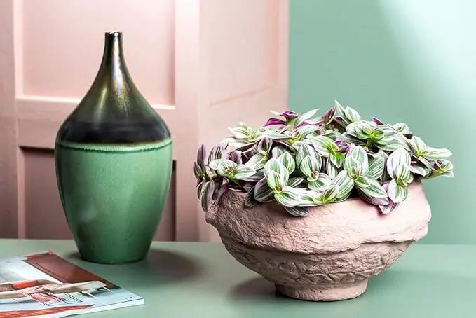 Rare Nanouk Pink Tradescantia - 2.5" Pot - Collector's Series by GreenHaven Gardens