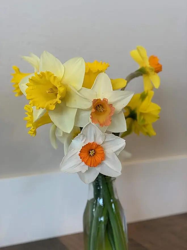 Mixed Large Cup Daffodils- 50 Perennial Daffodil Bulbs - Assorted Colors Narcissus by GreenHaven Gardens