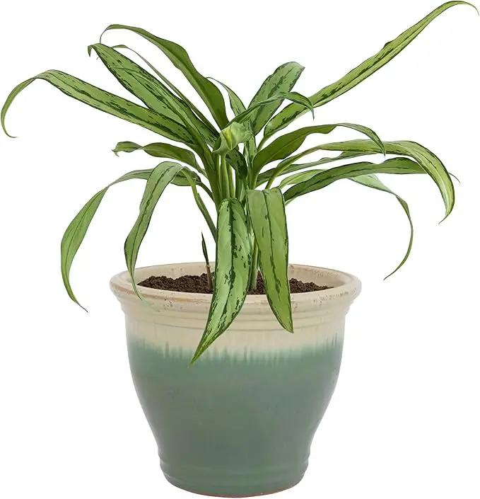 Sunnydaze Studio Large Ceramic Plant Pot - Round Outdoor Glazed Ceramic Planter Pot with Drainage - Seafoam - 14.5" by GreenHaven Gardens