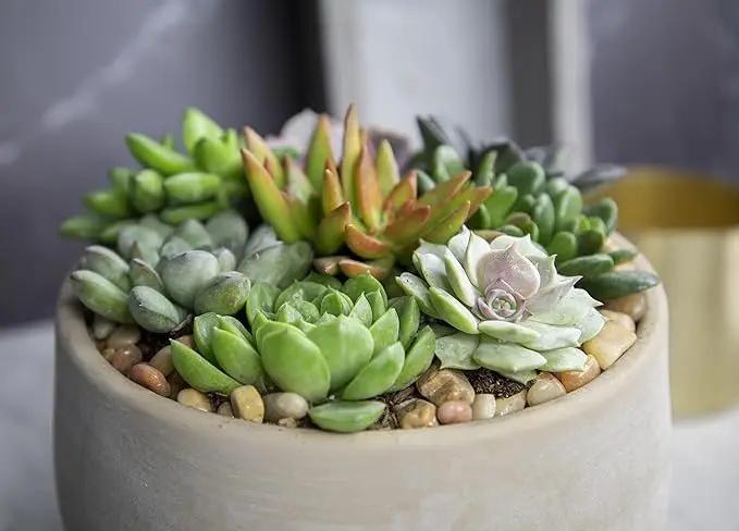Succulents Plants Live (12PK) Potted Succulent Plants Live House Plants, Cactus Plants Live Plants Indoor Plants Live Houseplants, Indoor Plant Succulents Live Plant House Plant by Plants for Pets by GreenHaven Gardens