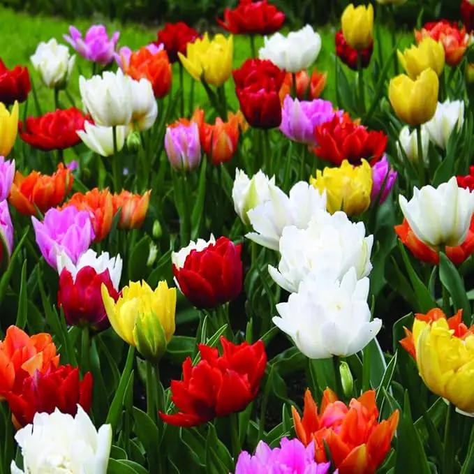 Double Tulip Mixture- 30 Perennial Tulip Bulbs by GreenHaven Gardens