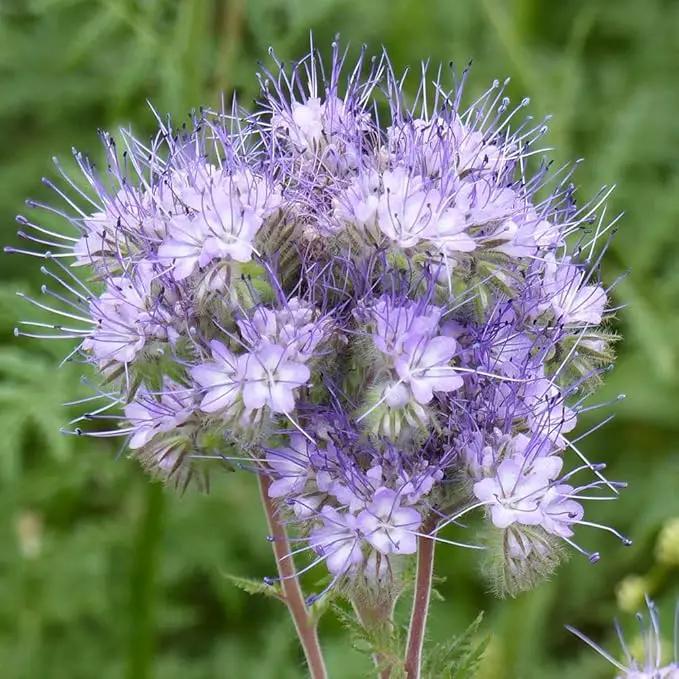 Outsidepride Lacy Phacelia Seeds for Planting - 1/4 Lb Annual, Drought-Tolerant Wildflower Seeds with Light Violet Flowers, Ideal for Pollinator Gardens, Erosion Control, & Attracts Bees & Butterflies by GreenHaven Gardens