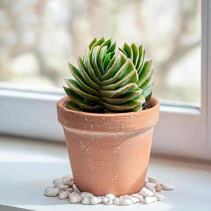 2" Live Succulent Crassula cv. Buddha's Temple, Succulent Plants Fully Rooted in Pots, Unique House Plant for DIY, Party Favor, Home Office Decoration by GreenHaven Gardens
