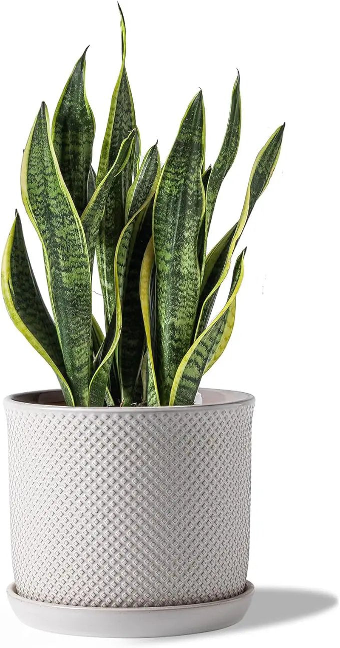 8 Inch Plant Pots: Ceramic Planter with Drainage Hole & Saucer - Flowerpot for Indoor & Outdoor Plants - Beaded Embossed Design White - with Separate Tray by GreenHaven Gardens