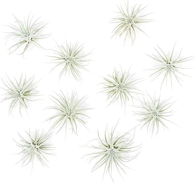 Air Plant Shop 10 Pack Rare Tectorum Ecuador Air Plants - Unique, Bright White, Nursery-Grown Tillandsia House Plant with Fuzzy Trichomes for Terrariums, Driftwood & Living Walls - Wholesale by GreenHaven Gardens