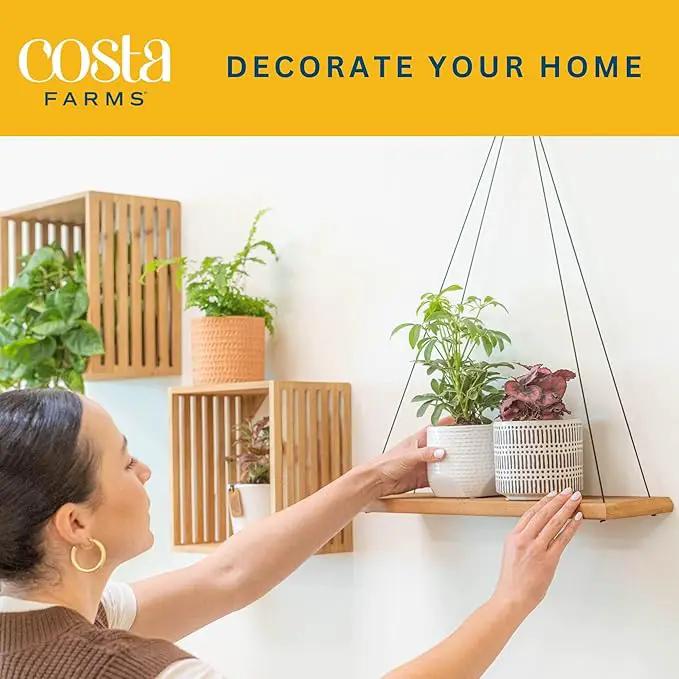 Costa Farms Live House Plants (4 Pack), Easy to Grow Live Indoor Houseplants, Grower's Choice Air Purifier Set, Potted in Indoors Garden Plant Pots, Potting Soil, Housewarming Gift, Home or Room Decor