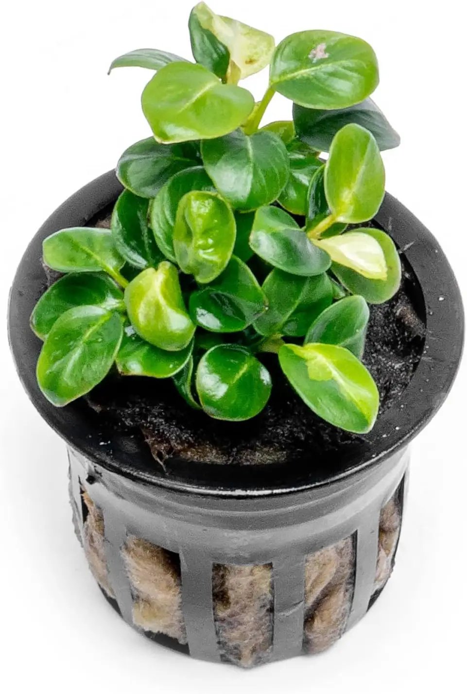 Anubias Live Aquarium Plants - Potted Freshwater Plant for Fish Tanks, Terrariums - Beginner Friendly Low Light (Stardust Mini, 1 Pot) by GreenHaven Gardens