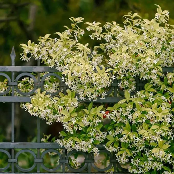 Star Jasmine/Confederate Jasmine - Trachelospermum Jasminoides. Live. Fragrant Flowers. (2 Plants in Sac) by GreenHaven Gardens