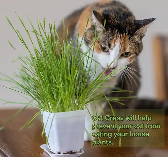 Cat Grass Refill Kit (3) by GreenHaven Gardens