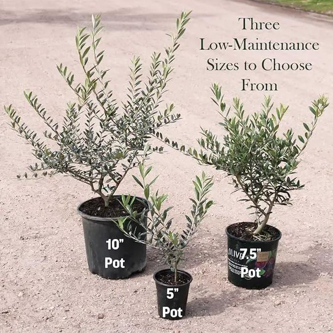 American Plant Exchange Live Olive Tree, Arbequina – Real Fruiting, Edible Indoor/Outdoor Houseplant – Medium 7.5-Inch Pot, Perfect for Home, Office, Patio & Garden Décor by GreenHaven Gardens