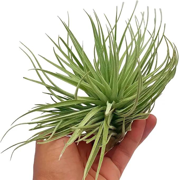Air Plants - Flowering Tillandsia Rose BAER, Large 5" - 3ct - Live Arrival Guaranteed - House Plants for Home Decor & Gift by GreenHaven Gardens