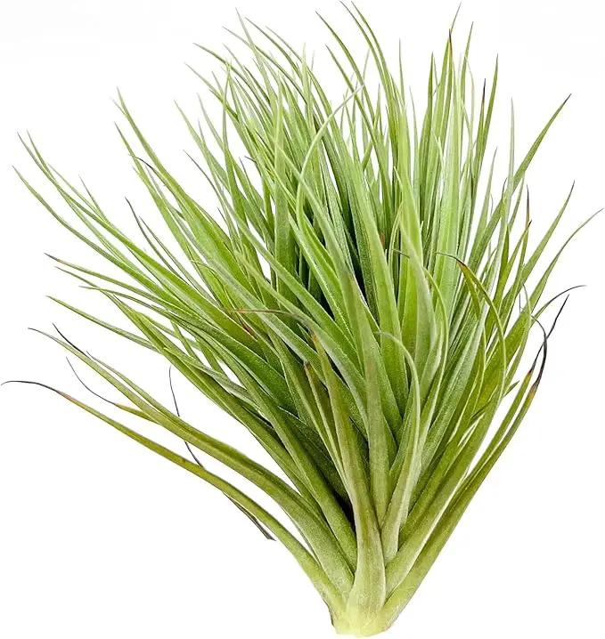 Air Plants - Flowering Tillandsia Rose BAER, Large 5" - 5ct - Live Arrival Guaranteed - House Plants for Home Decor & Gift by GreenHaven Gardens